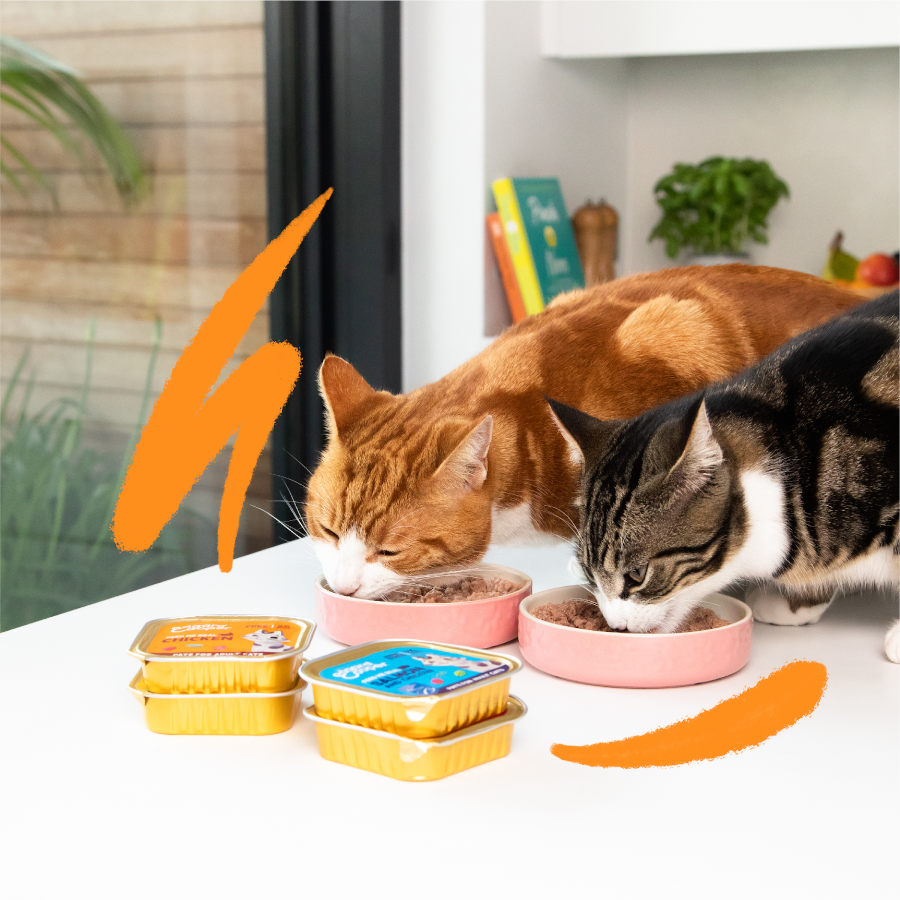 Edgard & Cooper Salmão Adulto e Frango em Patê para Gatos