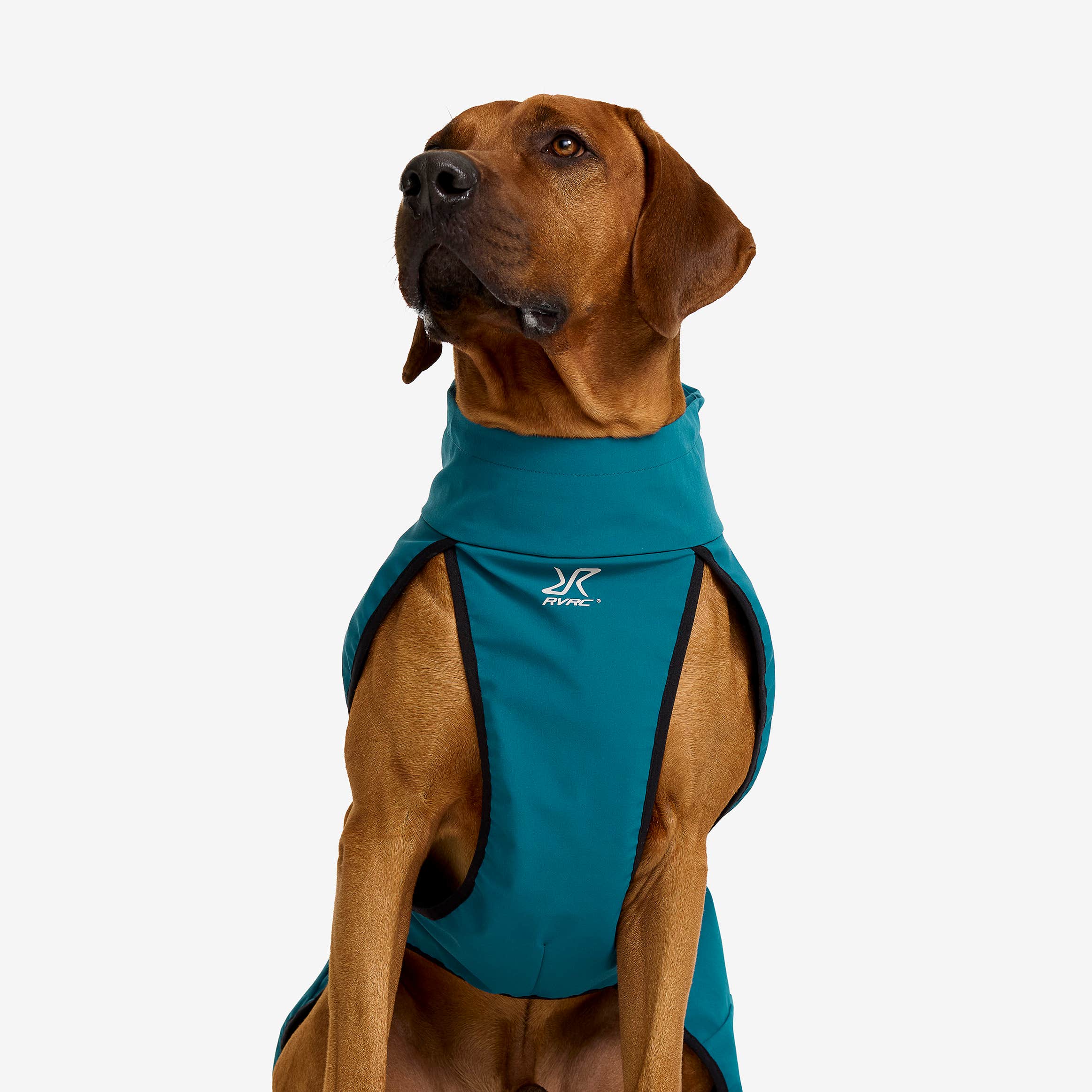 Cyclone Dog Jacket Hund Moroccan Blue