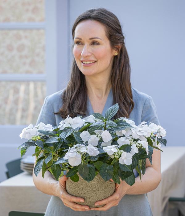 Girlanden-Hortensie 'Runaway Bride®'