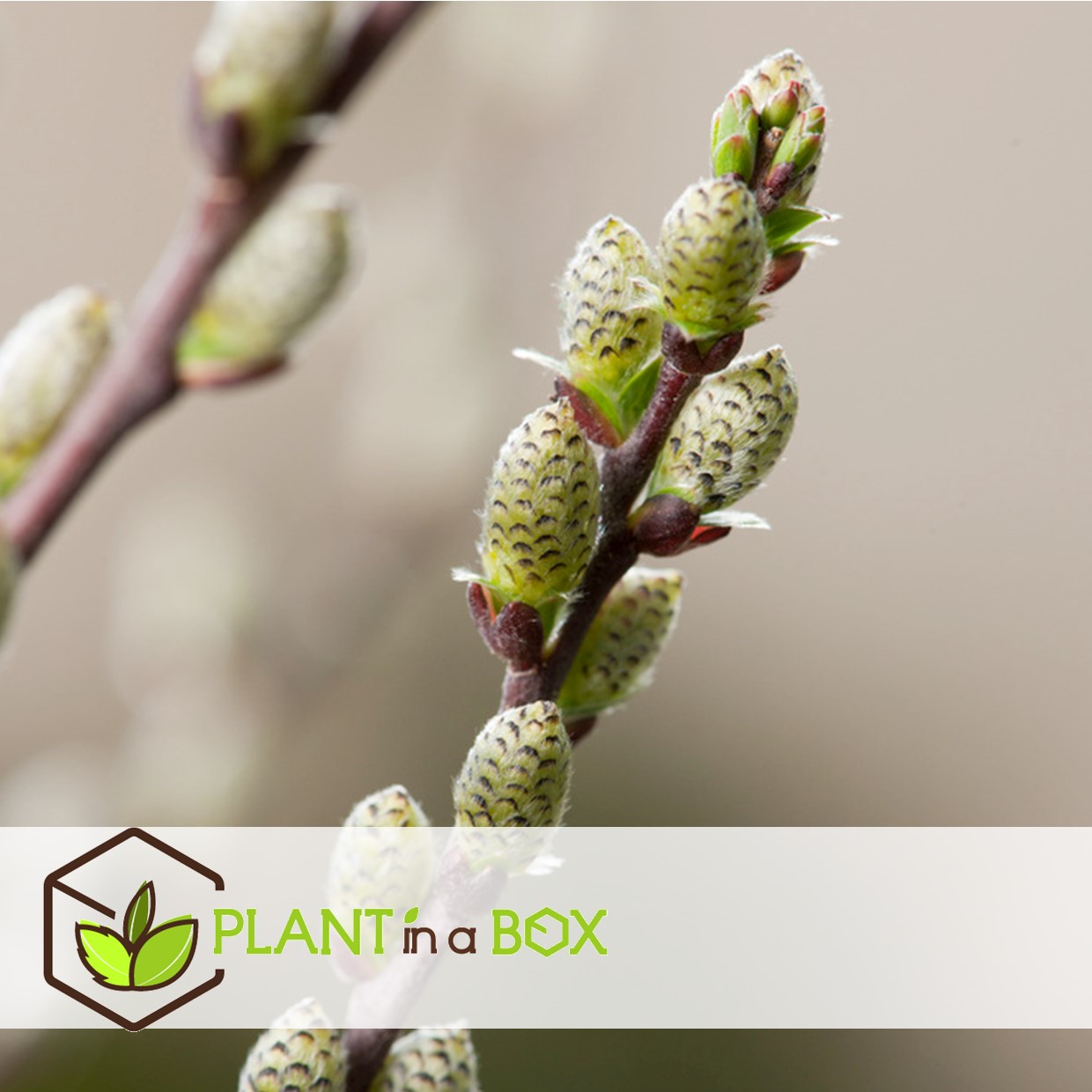 Salix repens 'iona' - saule nain - arbre - ⌀19 cm - hauteur 80-90 cm