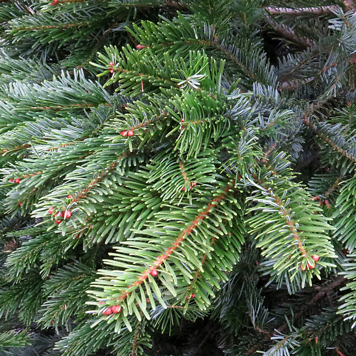 Sapin naturel Nordmann h.100/150 cm
