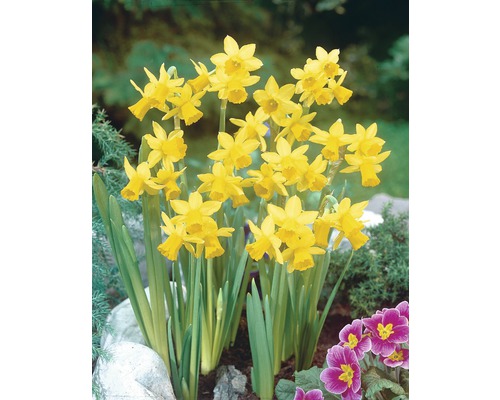 Narcis, Paasklokje Narcissus pseudonarcissus Ø 10,5 cm pot