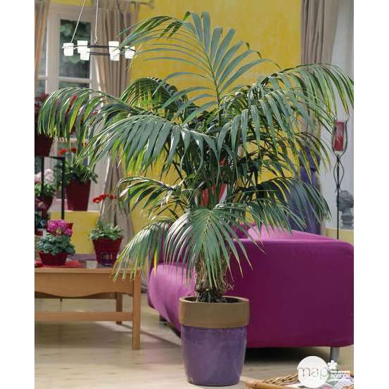 Kentia : H.100/120 cm D24cm