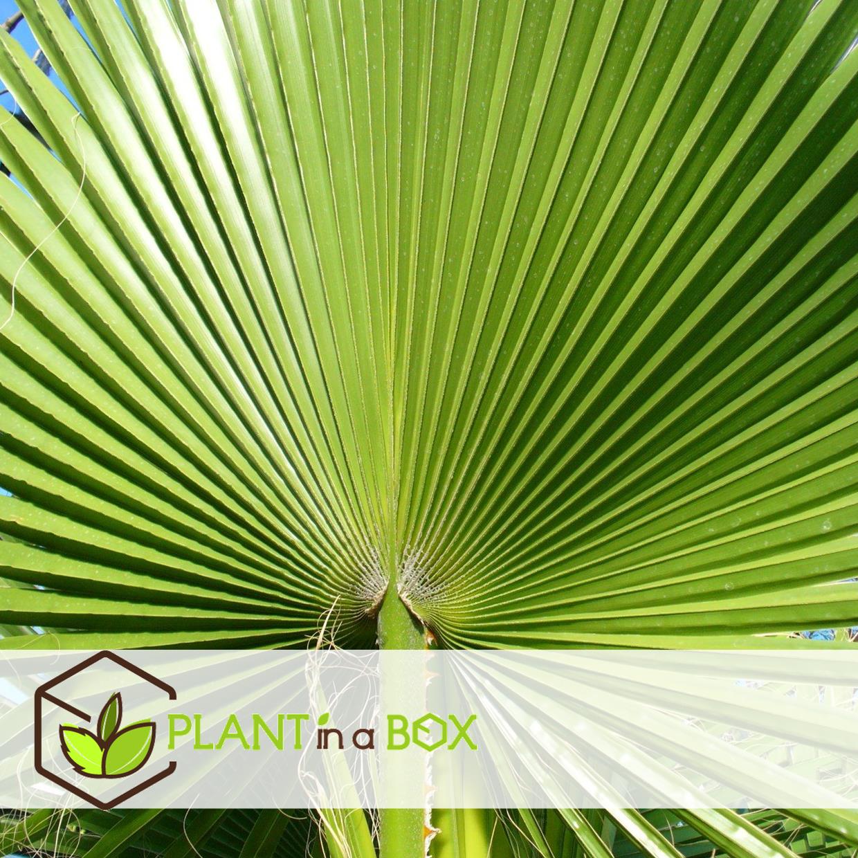 Washingtonia robusta - palmier éventail - pot 15cm - hauteur 50-60cm