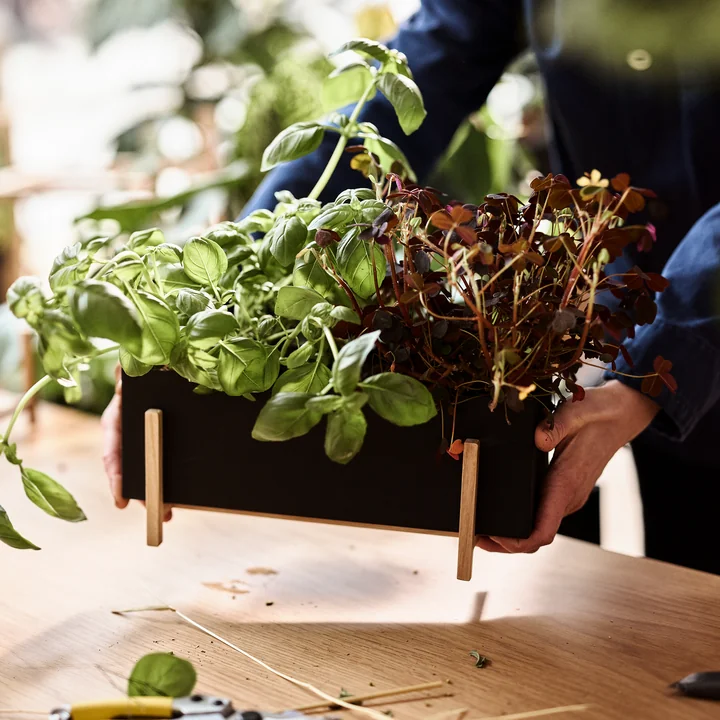 Design House Stockholm - Botanic Box, schwarz / natur