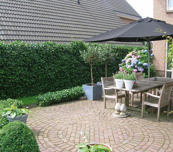 Hecke am laufenden Meter® 'Woerneri' - Efeu,
