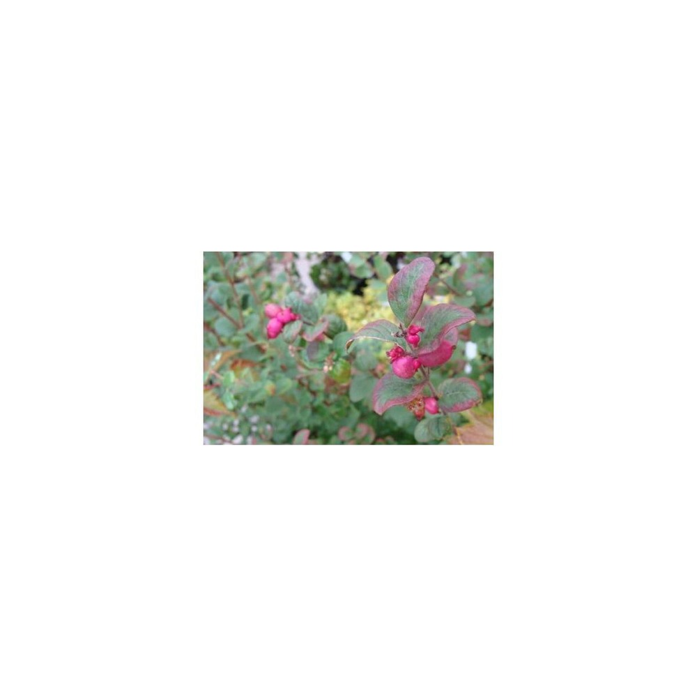 Symphorine x doorenbosii magic berry/symphoricarpos x doorenbosii magic berry[-]pot de 3l - 20/40 cm