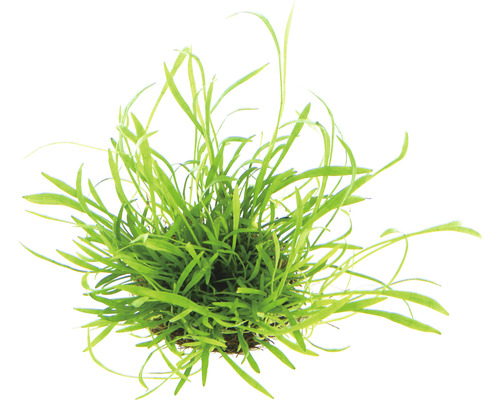 Braziliaanse grasplant - Lilaeopsis brasiliensis