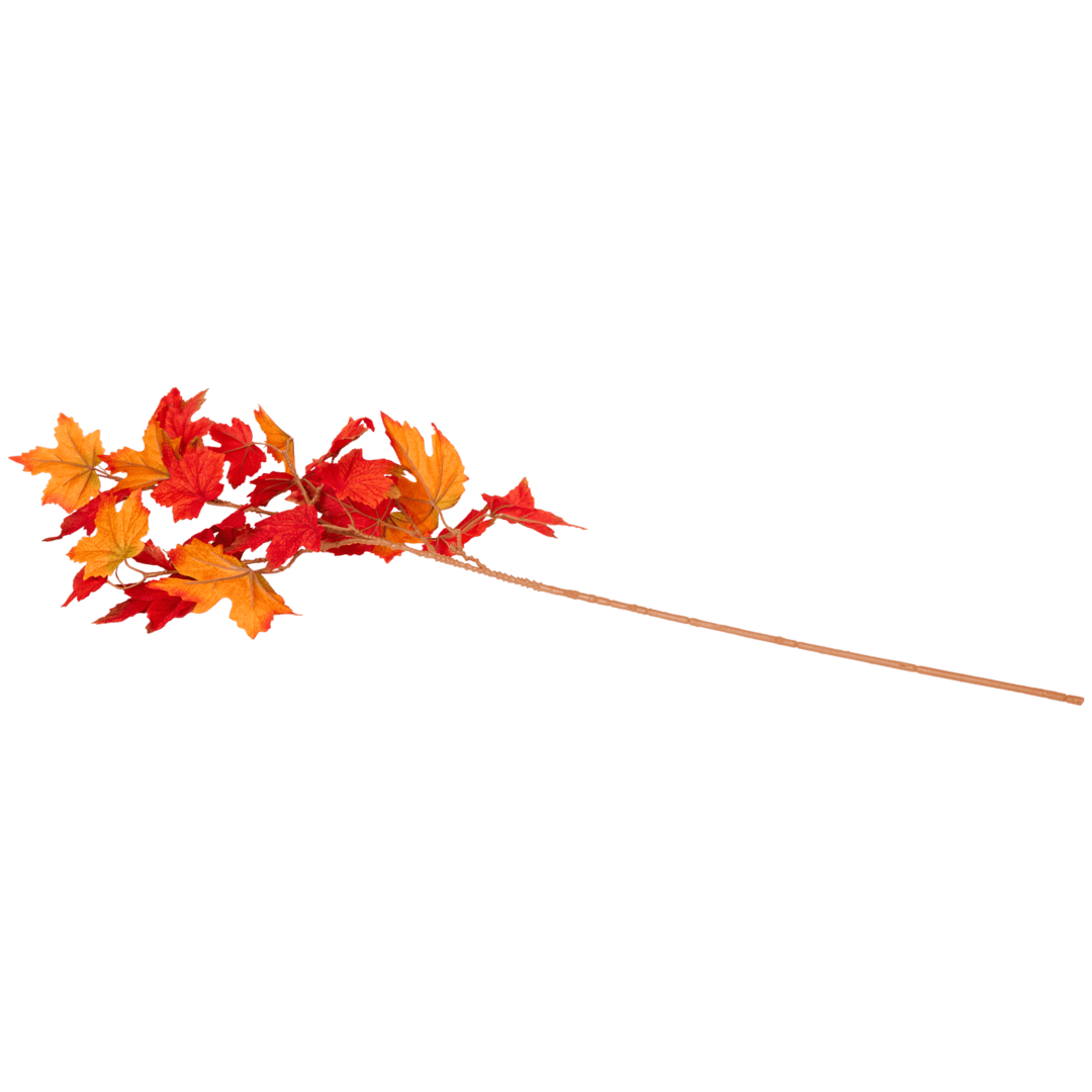 Feuilles d'automne sur branche
