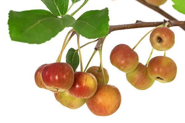 Zierapfel