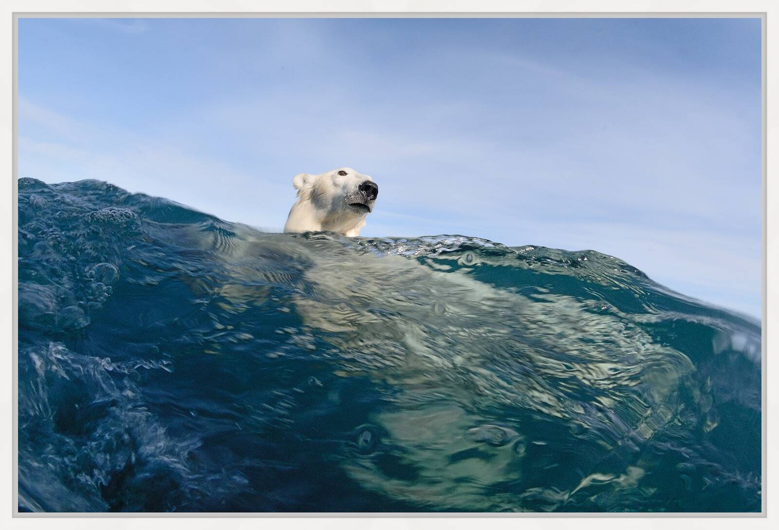 Polar Bear Reflections by Joe Bunni - Limited Edition. Edition of: 200. Signed.