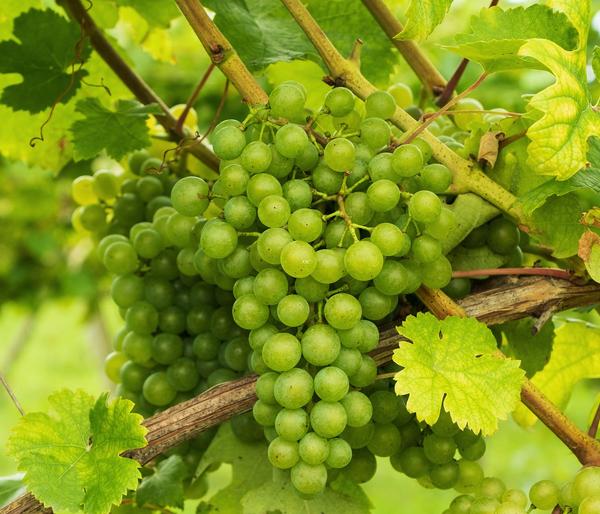 Tafeltraube 'Millenium®'