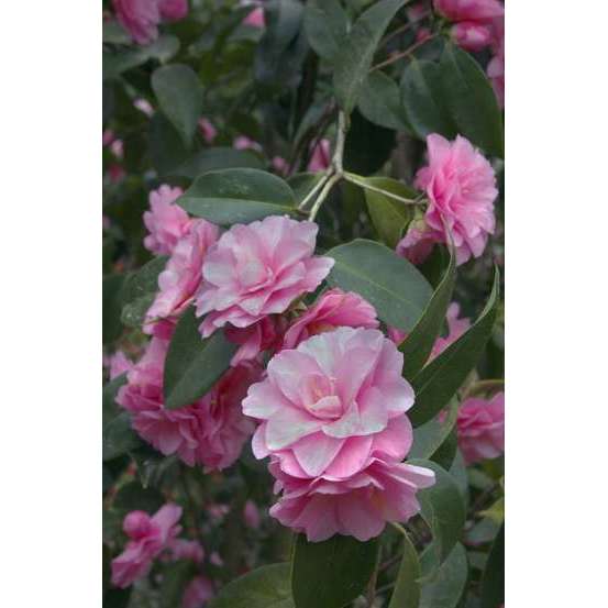 Camellia 'Spring Festival' : H 60/70 cm, ctr 7 Litres