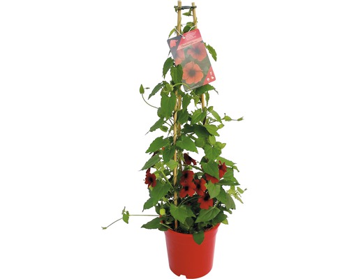 Rode Rudbeckia Pyramid FloraSelf Thunbergia alata Totale hoogte ca. 90 cm Ø 19 cm pot