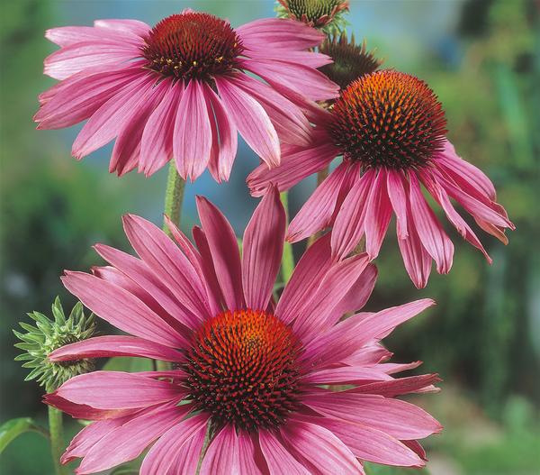 Bio Sonnenhut, pink