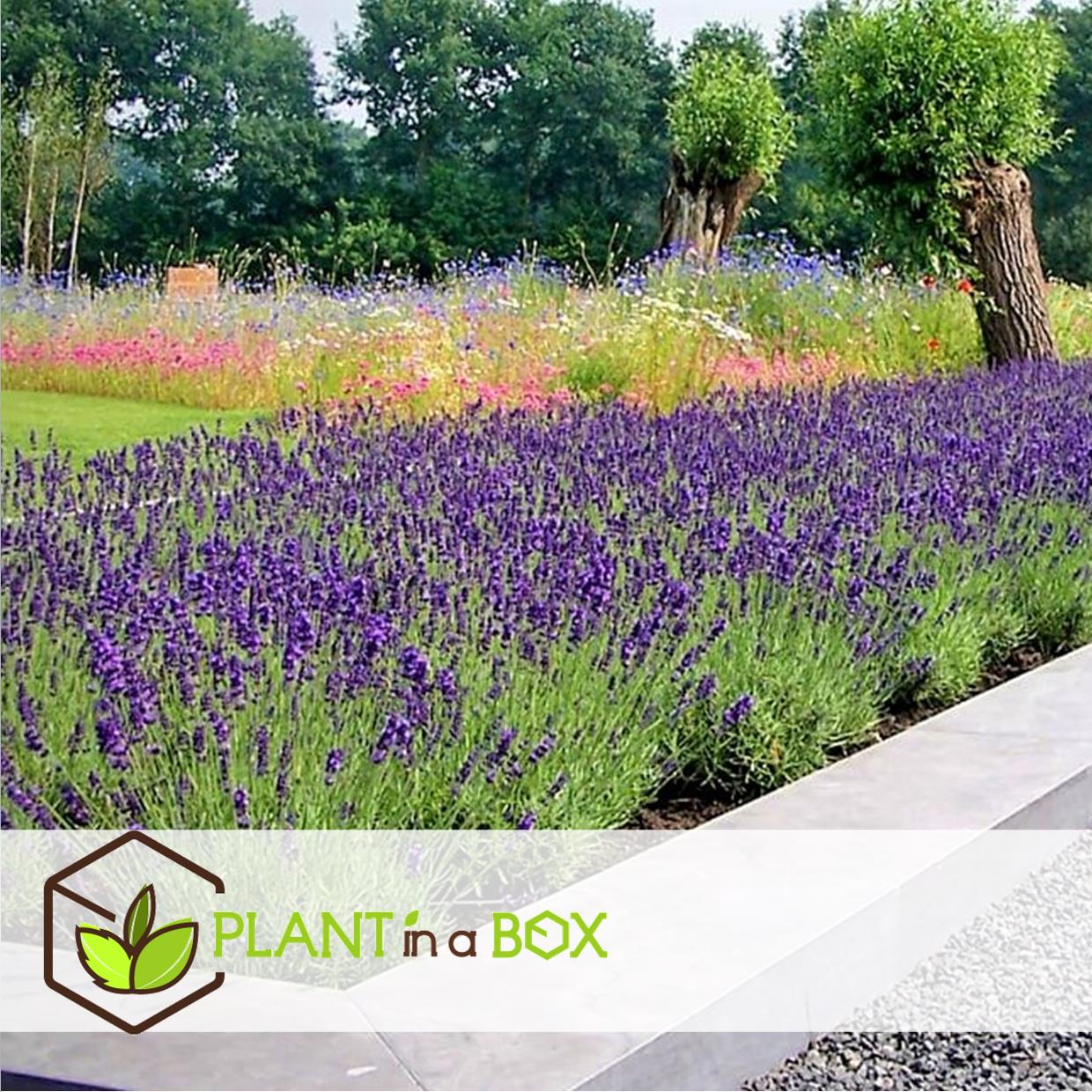 Lavandula angustifolia - x6 - plante de lavande - pot 10.5cm - hauteur 10-15cm