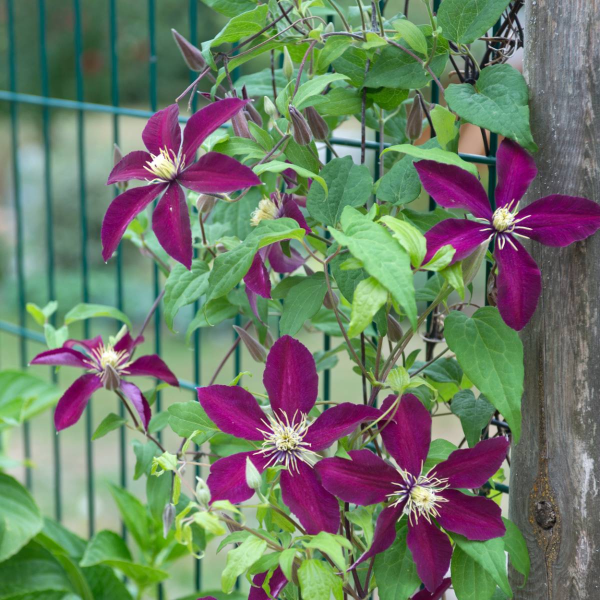 Clématite niobe/clematis niobe[-]pot de 1,5l - tuteur bambou 30/60 cm