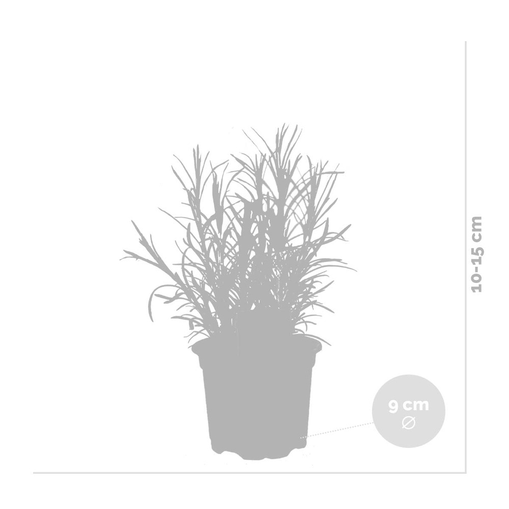 6x mélange d'herbes de jardin bio - mélange de plantes de jardin – ⌀9 cm - ↕10-15 cm