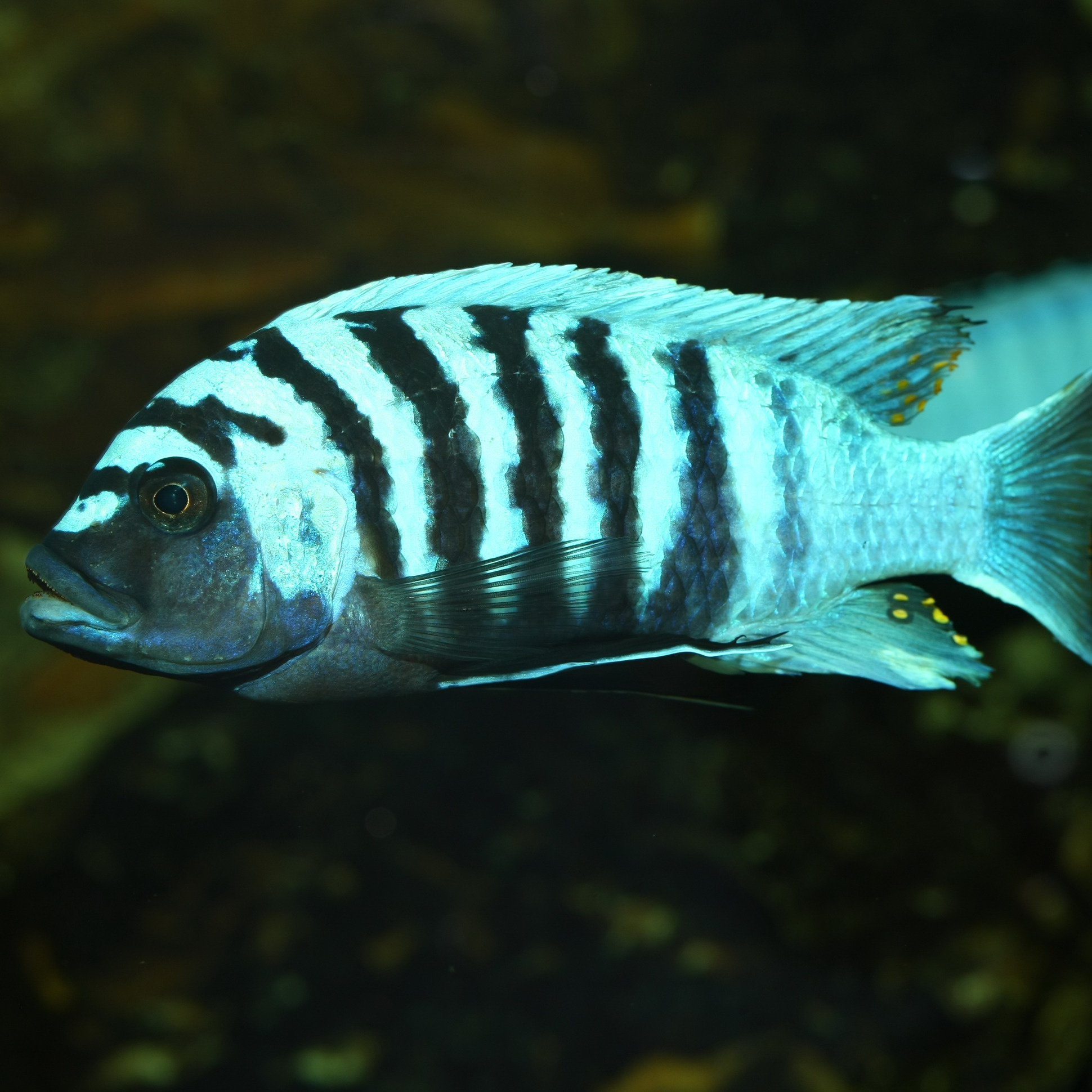 JBL Pronovo Malawi Flakes M 1000ml | Aquariumvoer