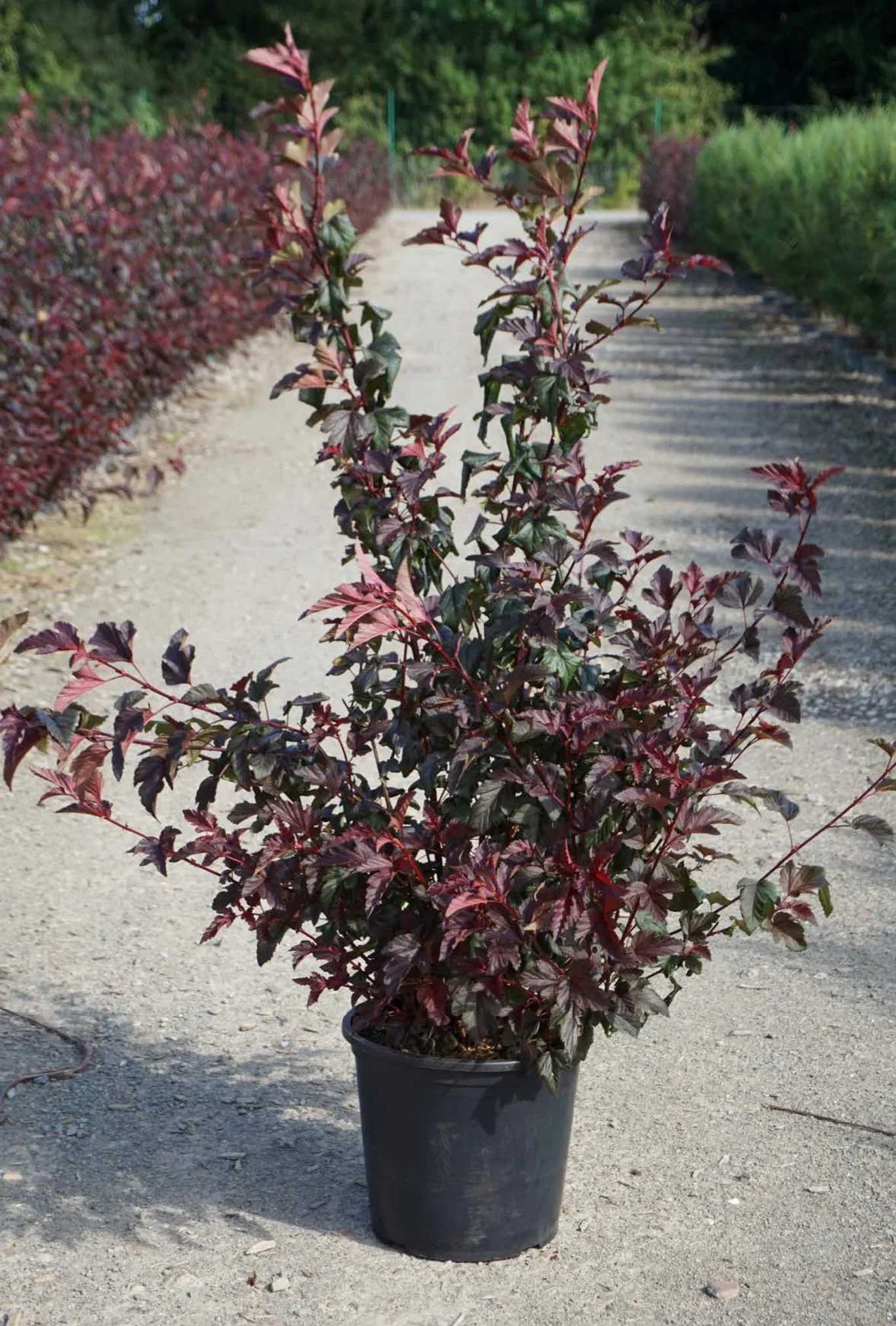 Physocarpus opulifolius LADY IN RED® ('Tuilad') Blærespirea LADY IN RED® XXL Høyde 100-125 cm