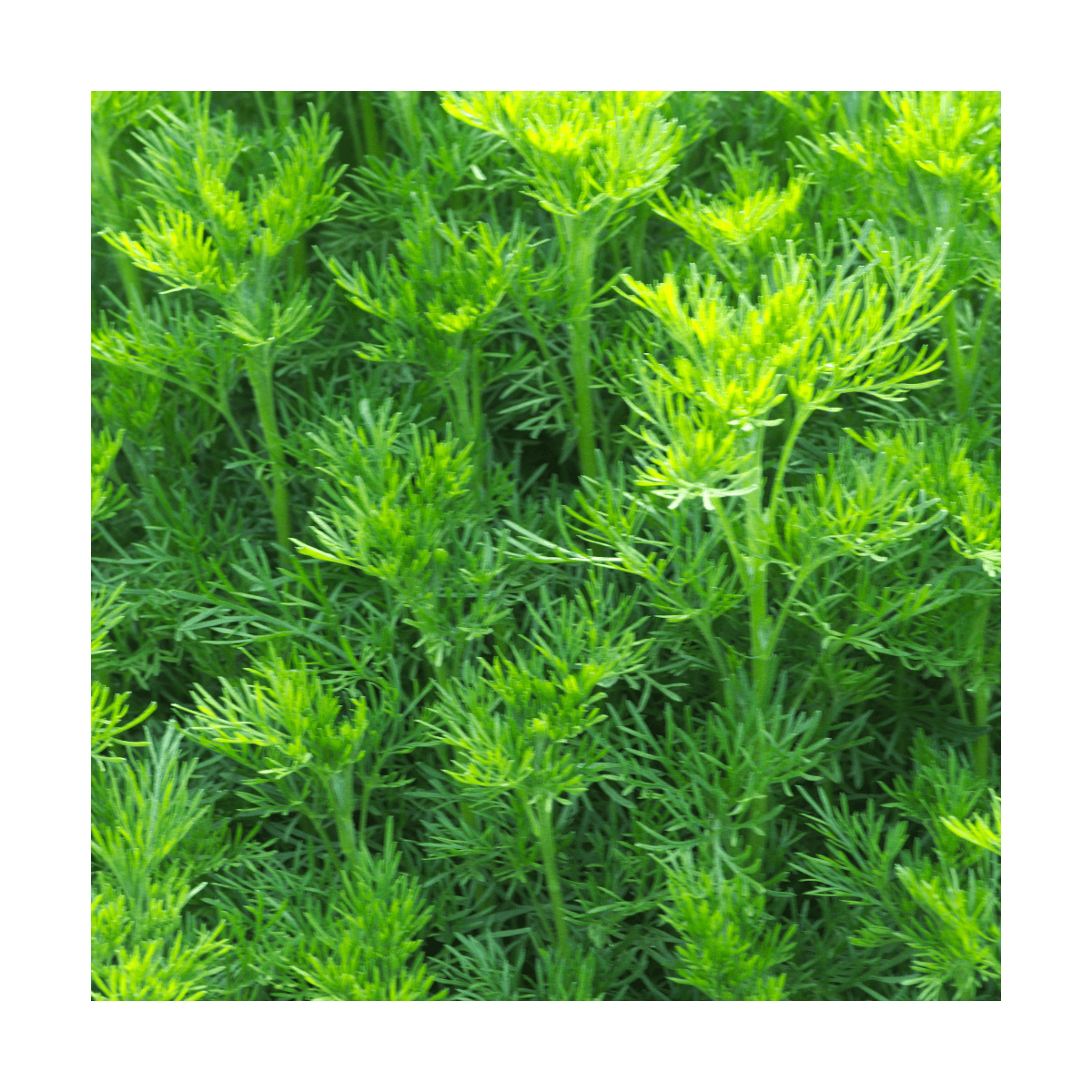 Aurone abrotanum bio/artemisia abrotanum[-]lot de 5 godets
