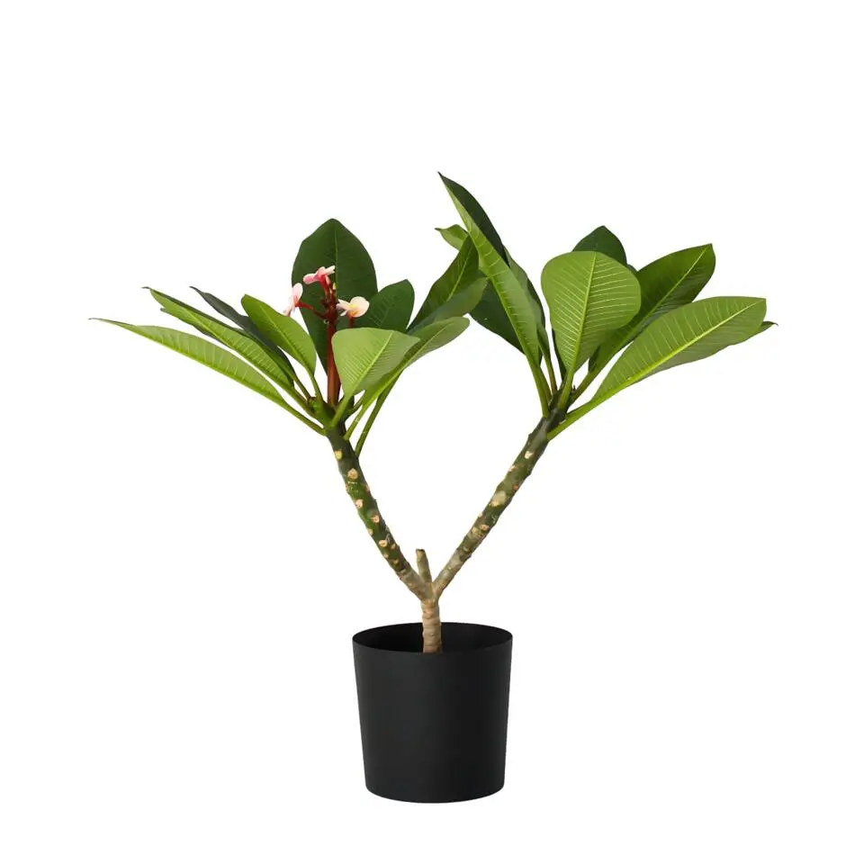 Frangipani roze - Plumeria rubra 'Roze' - Hoogte 55-70cm - ⌀17cm