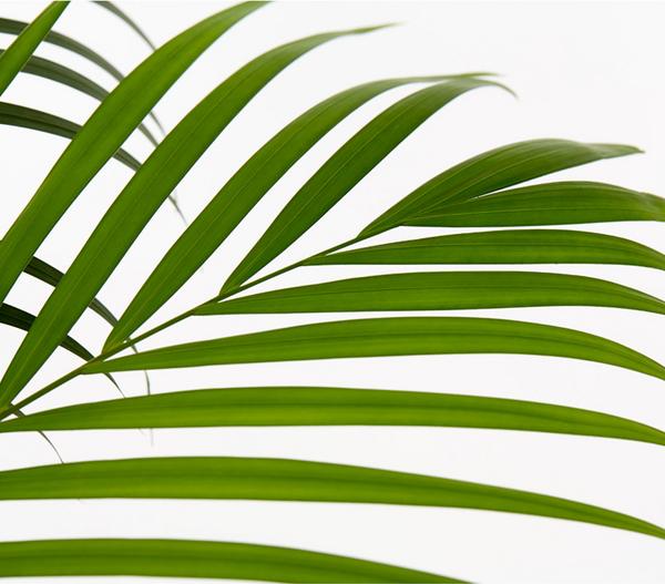 Goldfruchtpalme - Dypsis lutescens