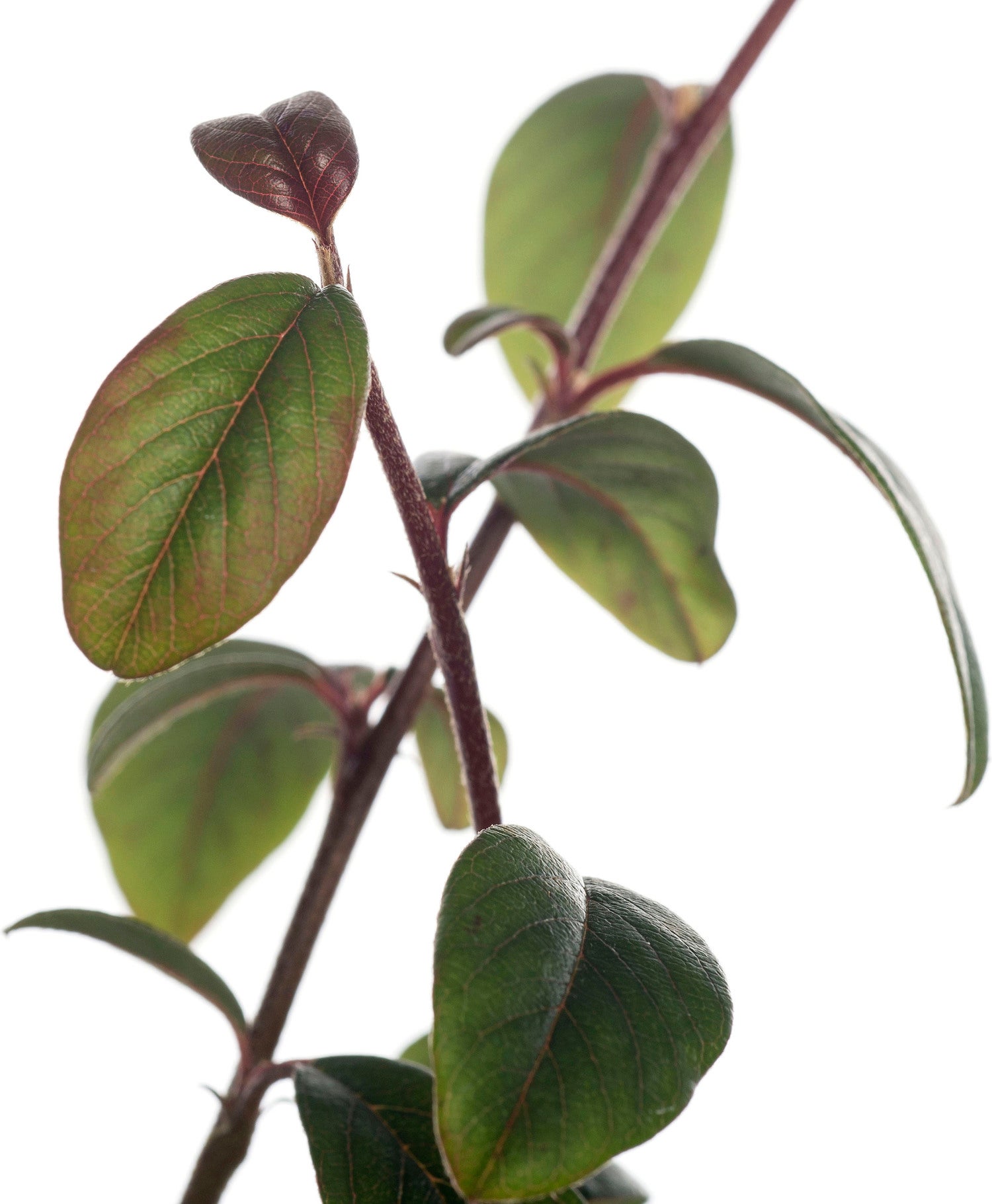 Dwergmispel (Cotoneaster Dammeri) D 9 H 15 cm