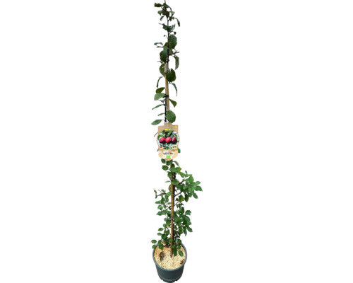 Zuilvormige pruim Ruby FloraSelf Organic Prunus domestica 'Columnar Ruby' H 130-150 cm Co 7.5 L Zelfbestuivend