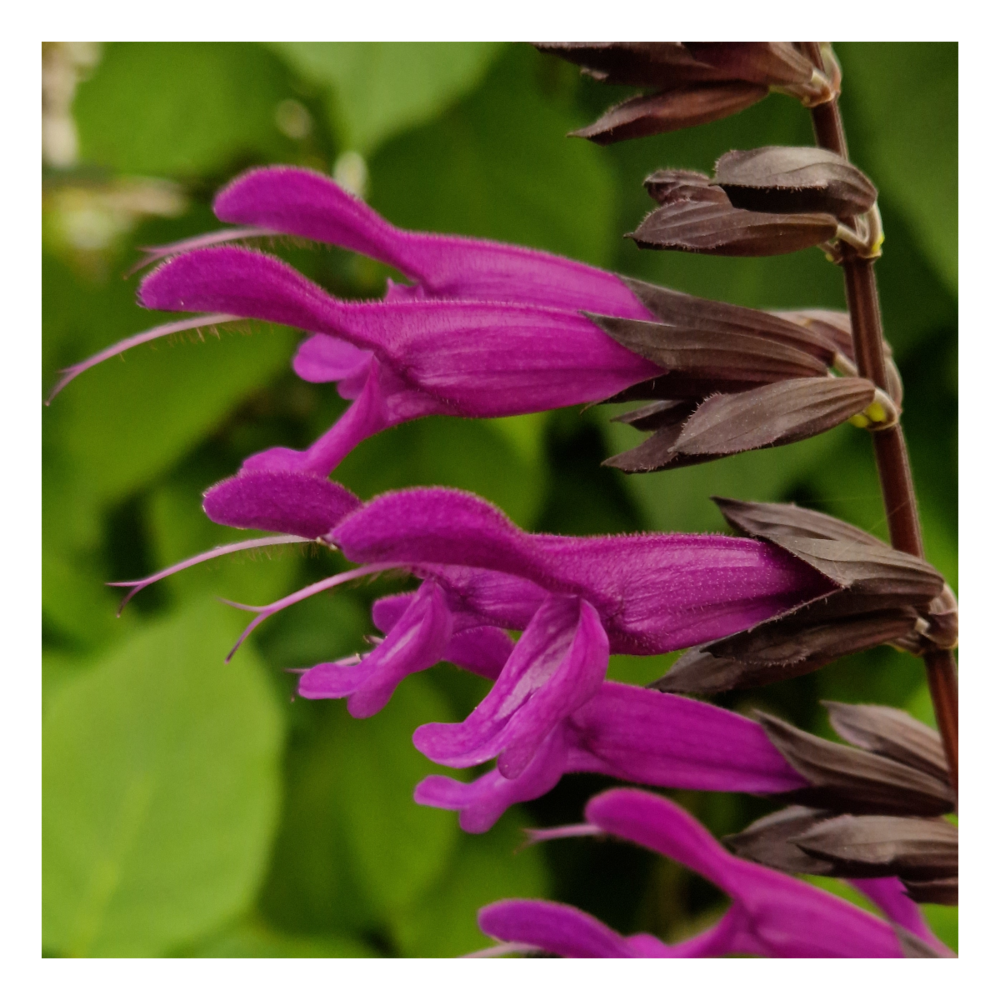 Sauge du paraguay black and bloom/salvia guaranitica black and bloom[-]pot de 3l - 40/60 cm