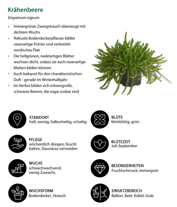Krähenbeere