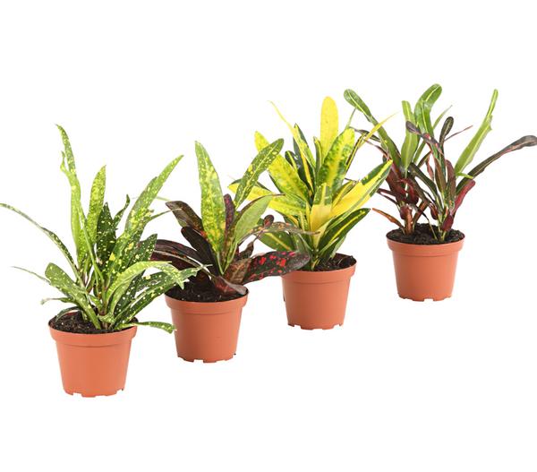Wunderstrauch - Codiaeum variegatum,