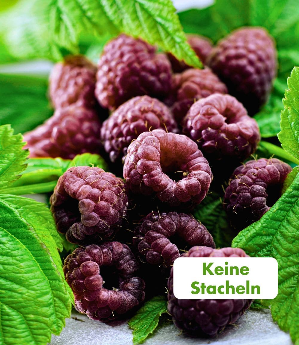 Himbeeren-Kollektion