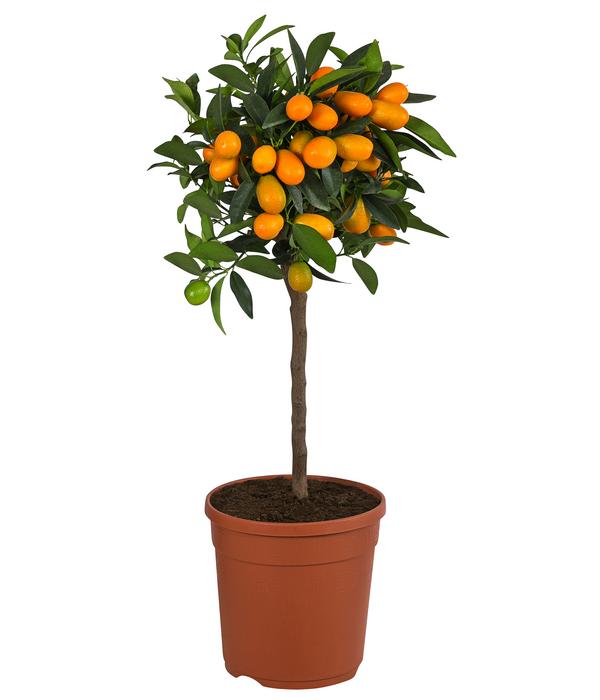 Kumquat