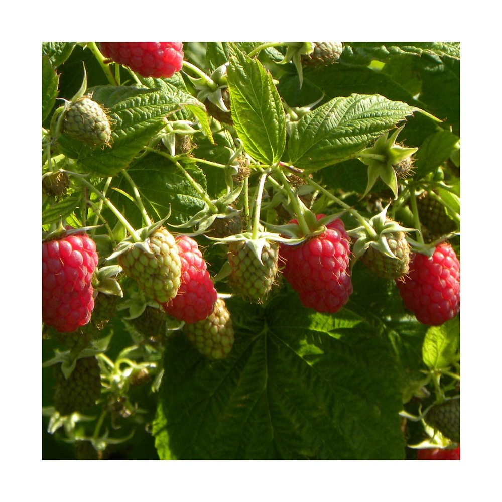 Framboisier idaeus marastar®/rubus idaeus marastar®[-]pot de 3l - 20/40 cm
