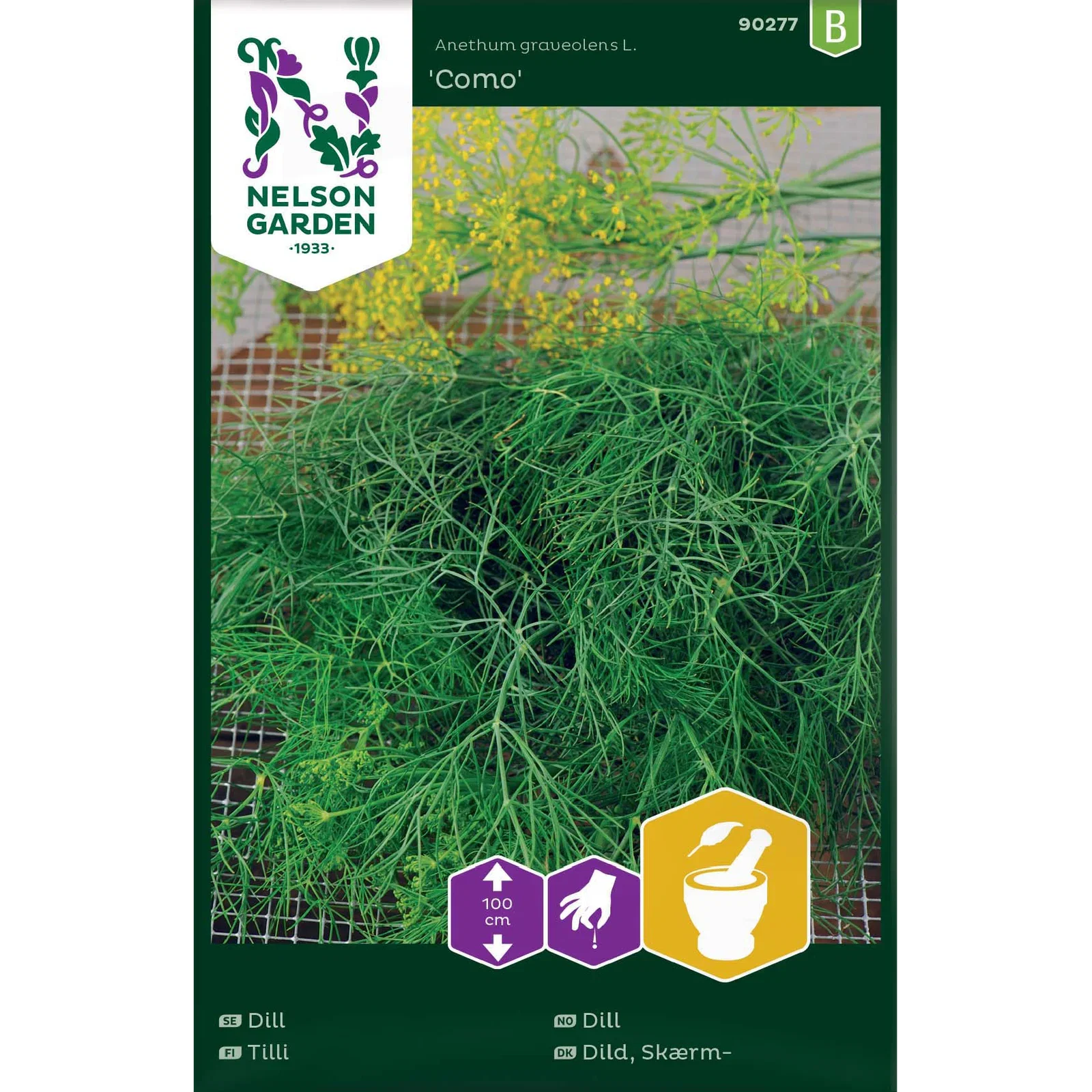 Anethum graveolens 'Como' Dill 'Como'