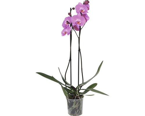 Vlinderorchidee FloraSelf Phalaenopsis multiflora H 55-70 cm Ø 12 cm pot 2 bloemaren diverse kleuren