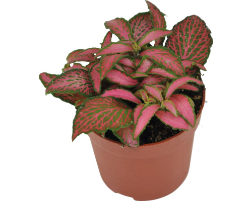 Mozaïekplant FloraSelf Fittonia verschaffeltii 'Forest Flame' H 10 cm Ø 12 cm pot