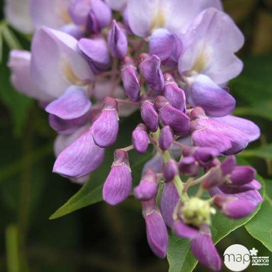 Wisteria sinensis, pot 3 litres