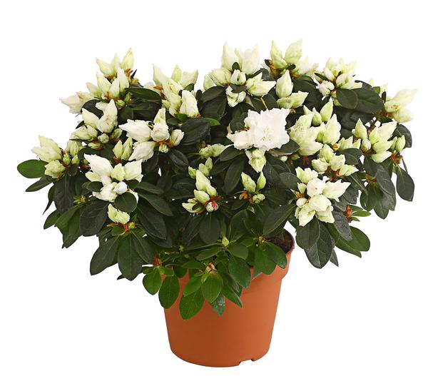 Zimmerazalee - Rhododendron simsii, Busch,