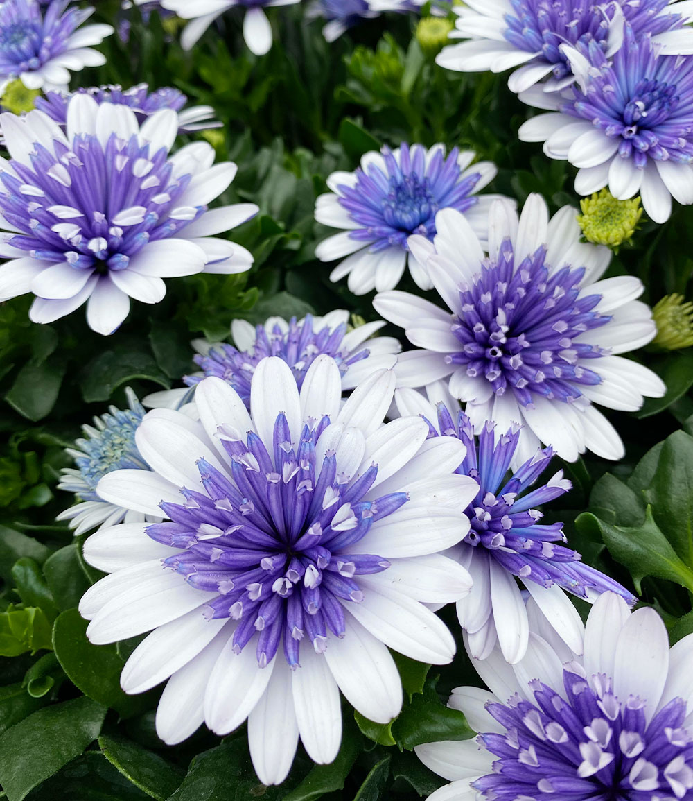 Kapkörbchen '3D Steel Blue®'