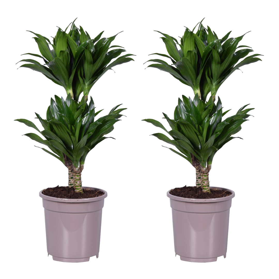 Dracaena deremensis 'compacta' - lot de 2 - taille du pot 17cm - hauteur 60-70cm