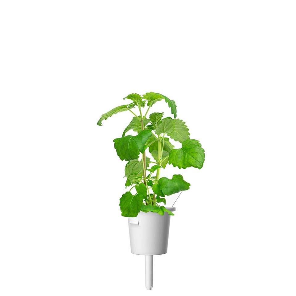 Click and Grow - Smart Garden Refill 3-pak - Catnip