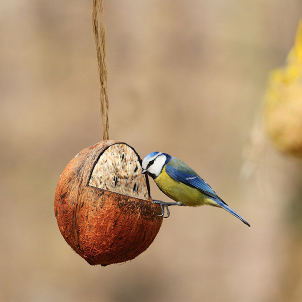 Graines oiseaux noix de coco suspendre
