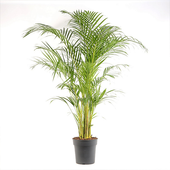 Plante en pot Areca dypsis - 24cm