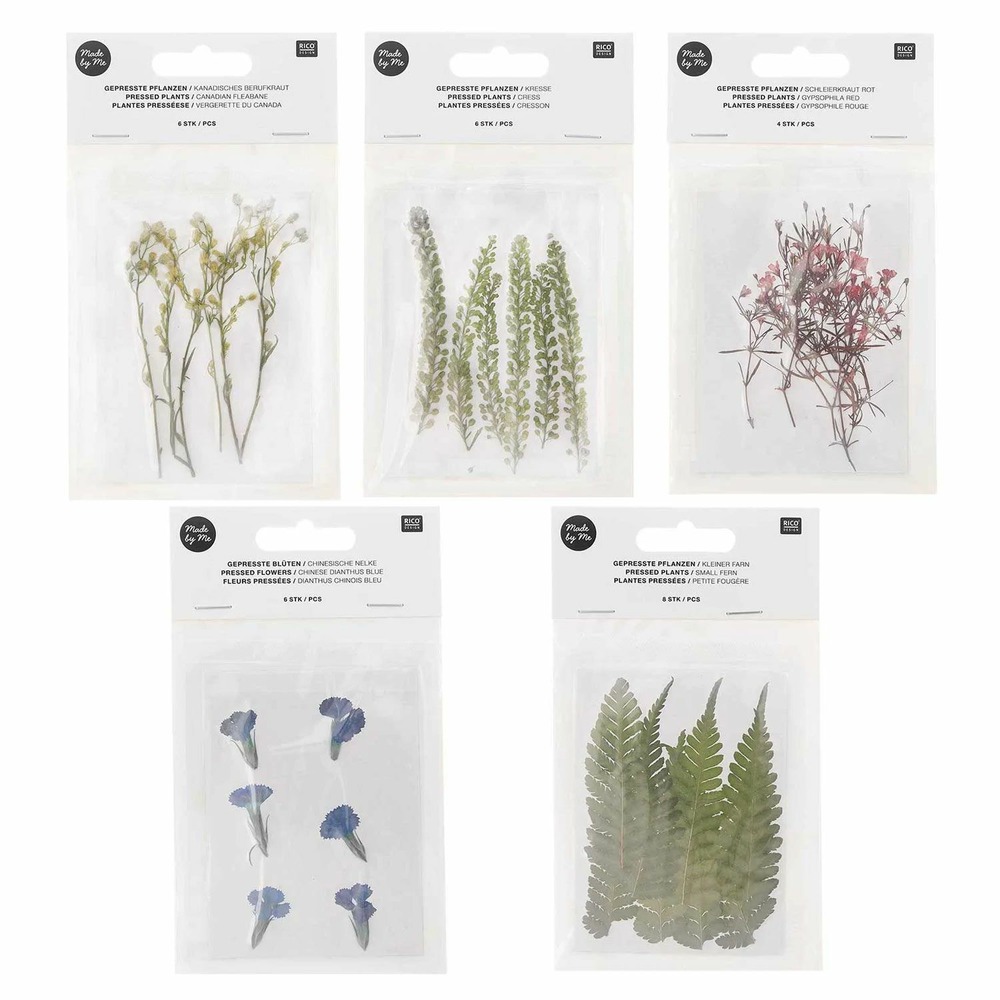 Kit de 5 bouquets de fleurs séchées et pressées