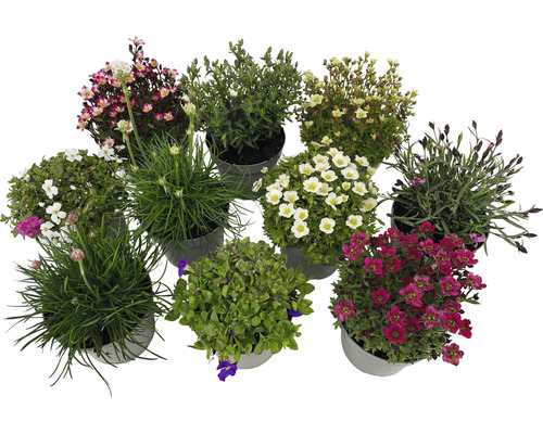 Vaste planten voor het voorjaar FloraSelf, diverse soorten, pot Ø 12 cm