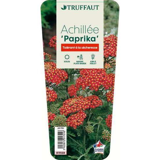 Achillée Millefolium 'Paprika' : godet vert