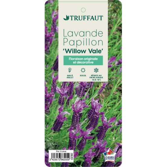 Lavandula stoechas Willowale : ctr 3 litres RC