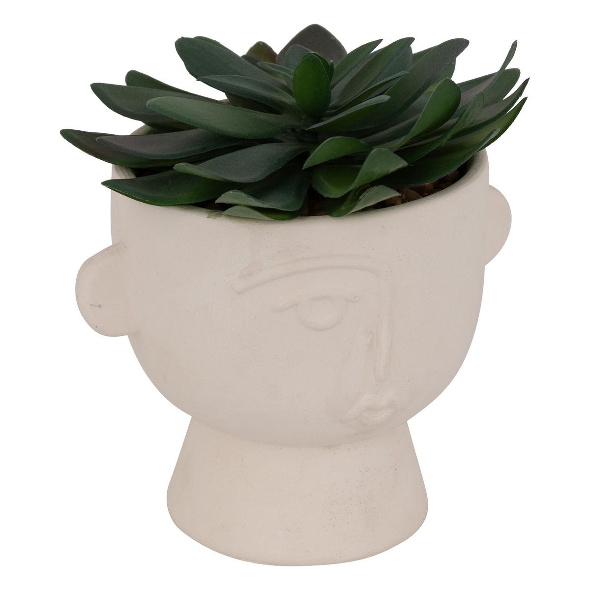 PLANTE GRASSE POT CIMENT DUSTY H.22CM